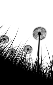 black and white silhouette of grass and flowers